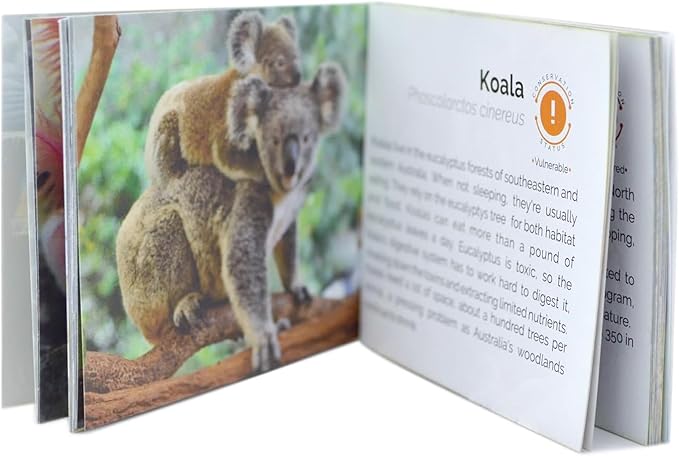 Menique Wild Animals Memory Matching Game – 80 Cards (40 Pairs) with Real Photos – Includes Educational Booklet with Animal Facts – Fun & Cognitive Game for Kids and Adults
