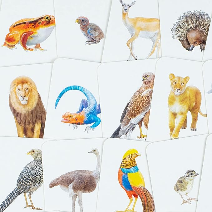 Laurence King Animal Family Match: A Matching Memory Game